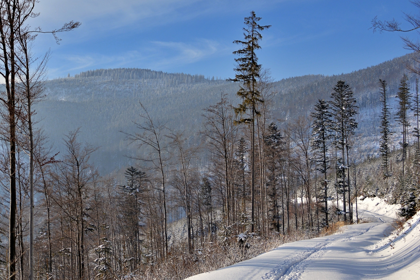 DSC_0350.JPG
