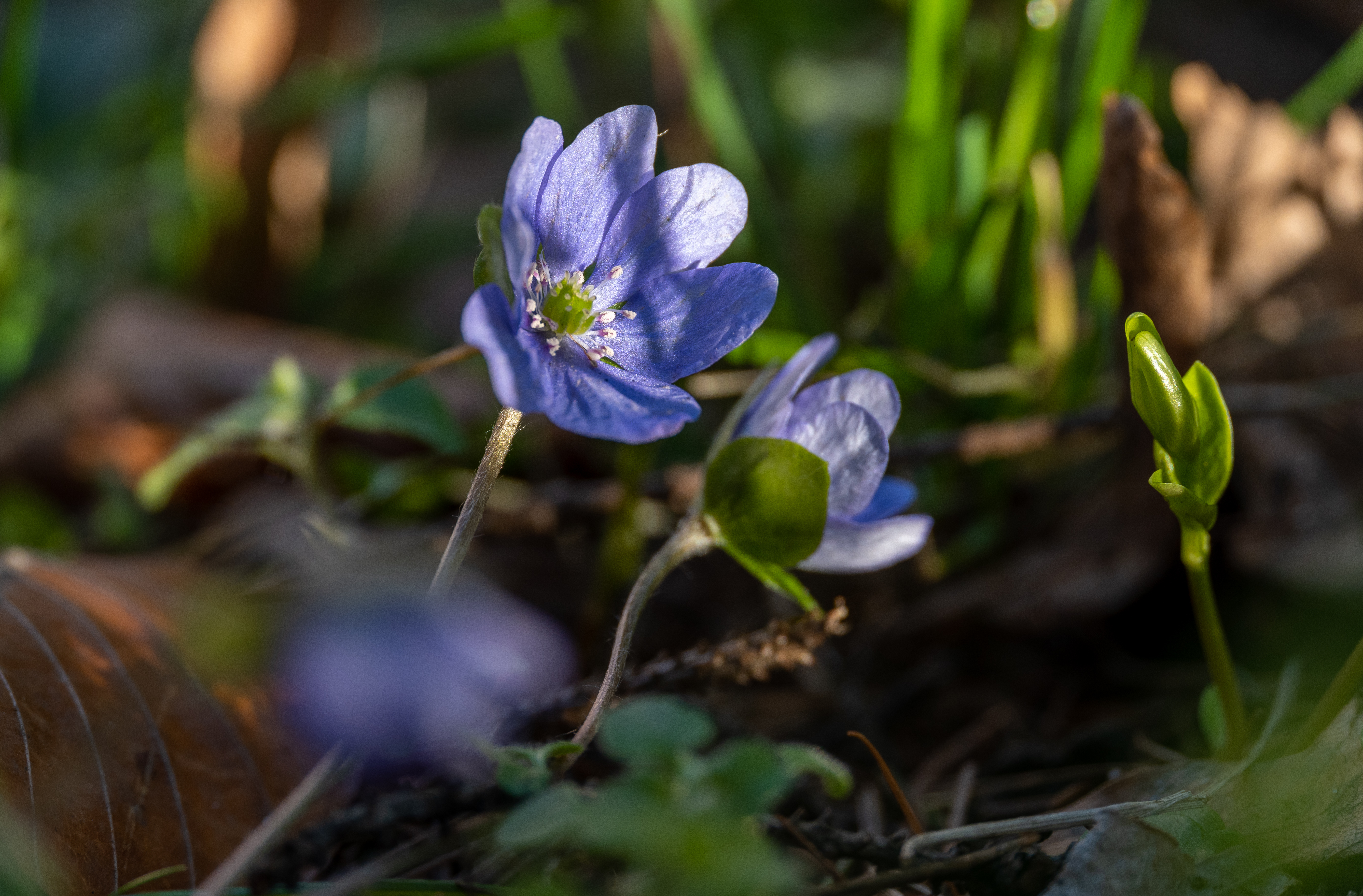 DSC_2115_1.jpg