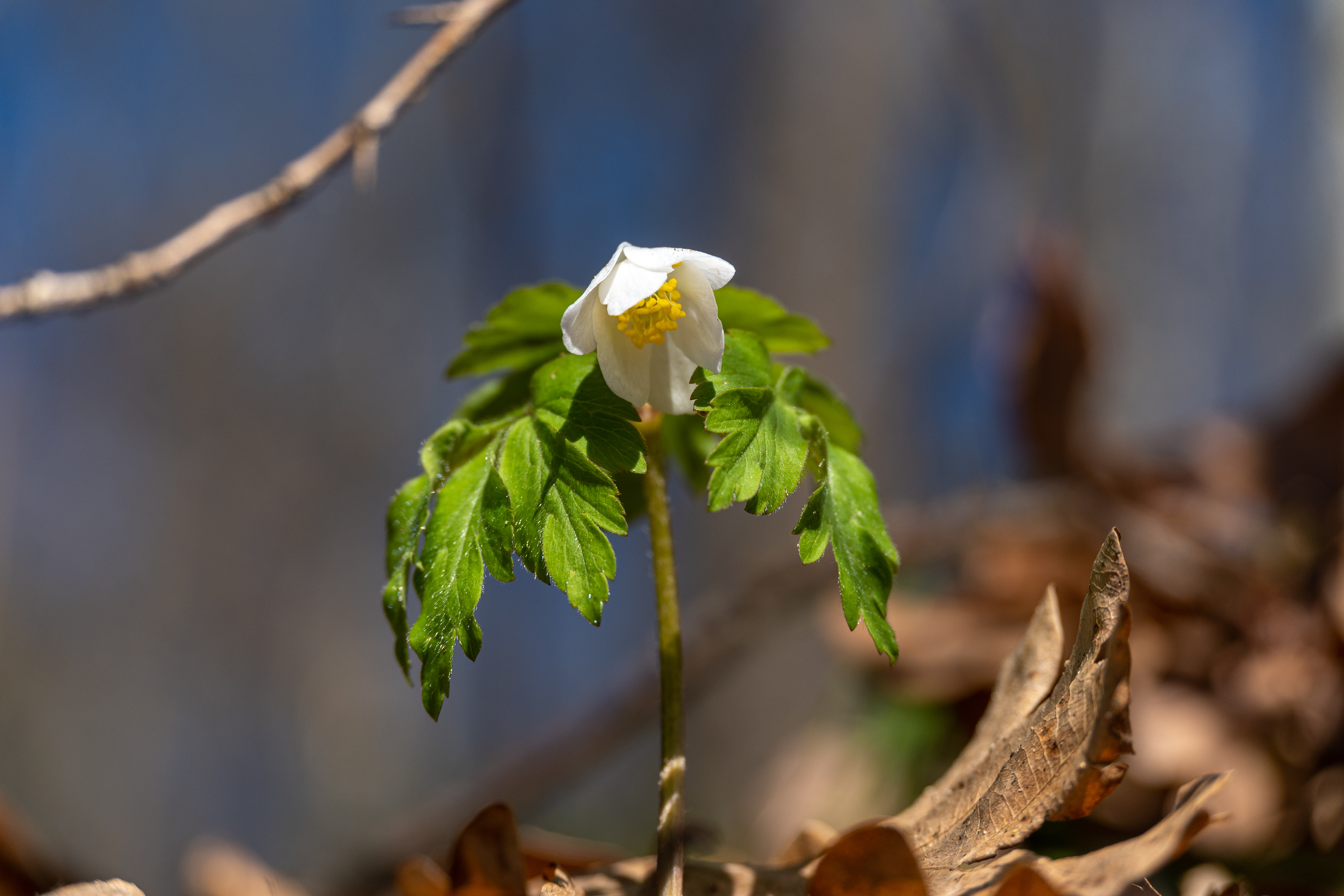 DSC_2056_7.jpg