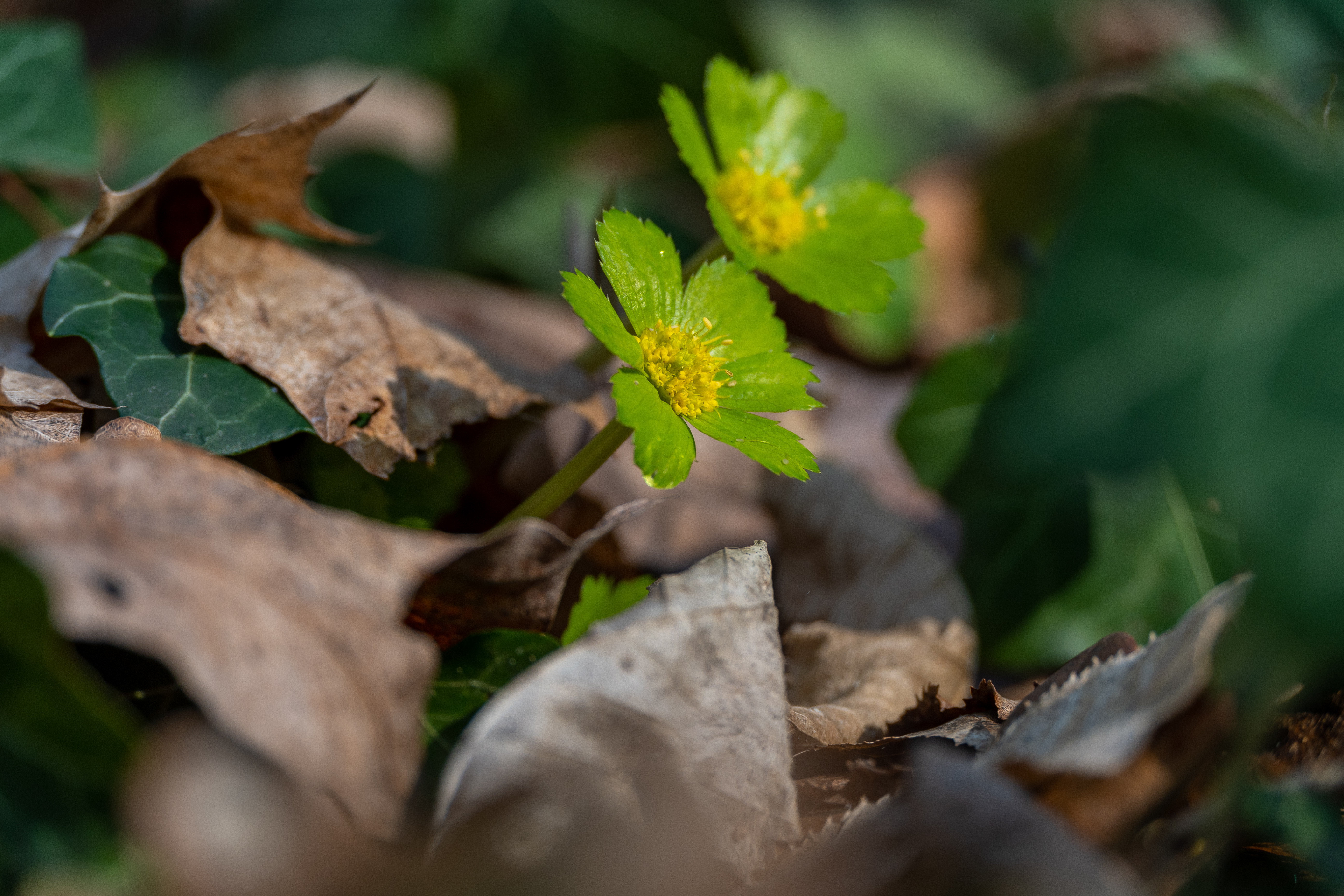 DSC_2048.jpg