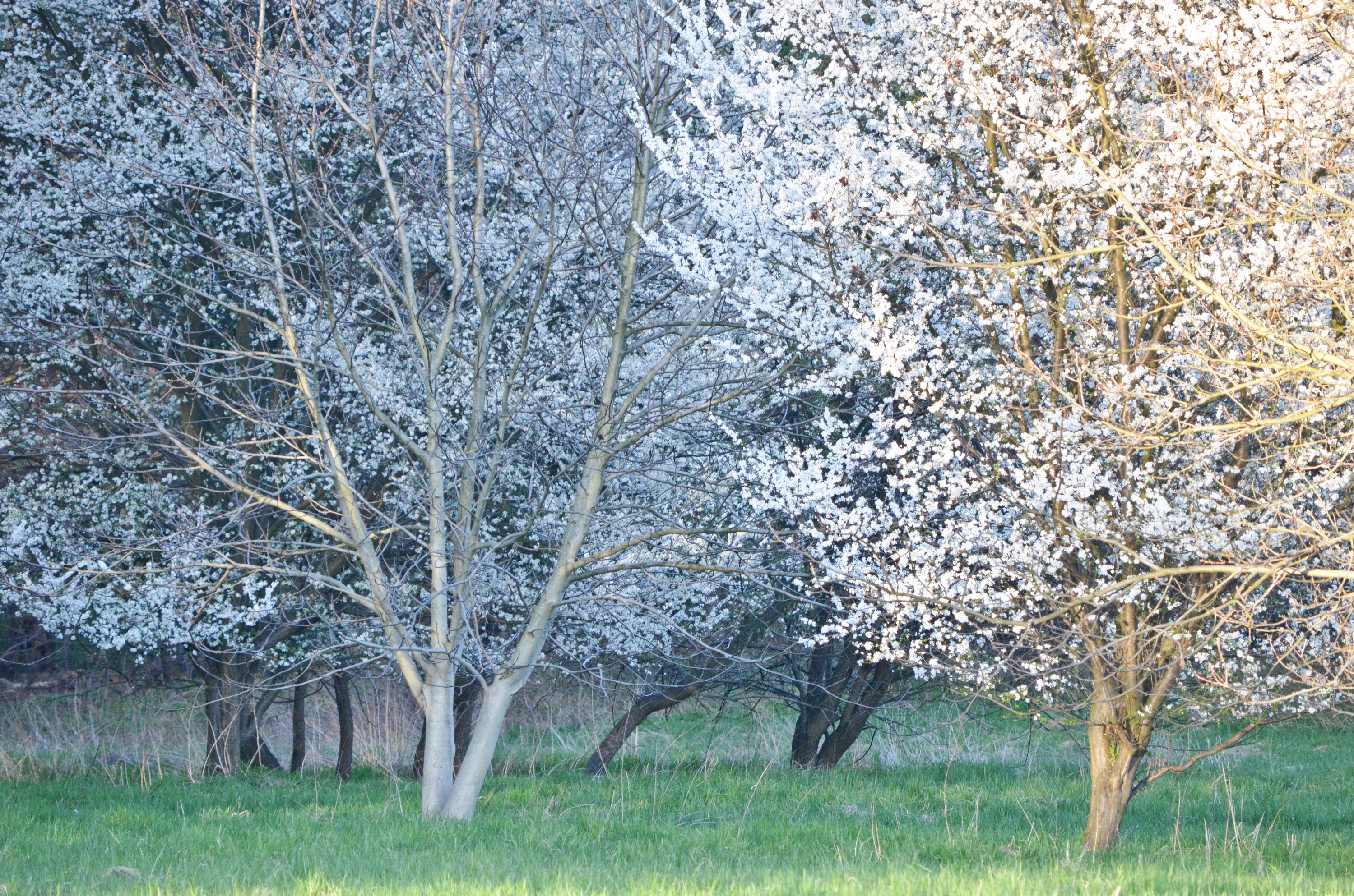 DSC_0022.JPG