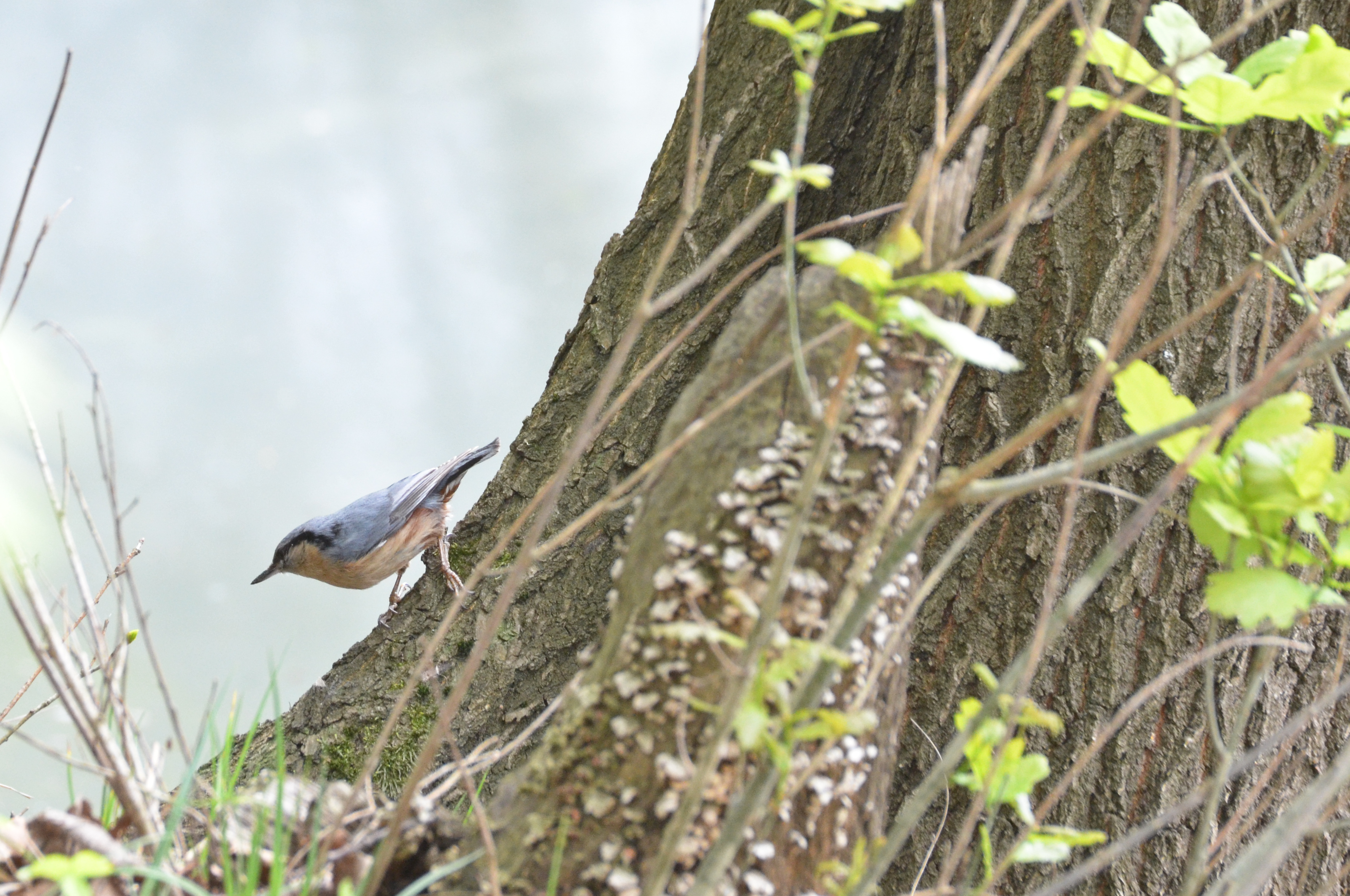 DSC_0021.JPG