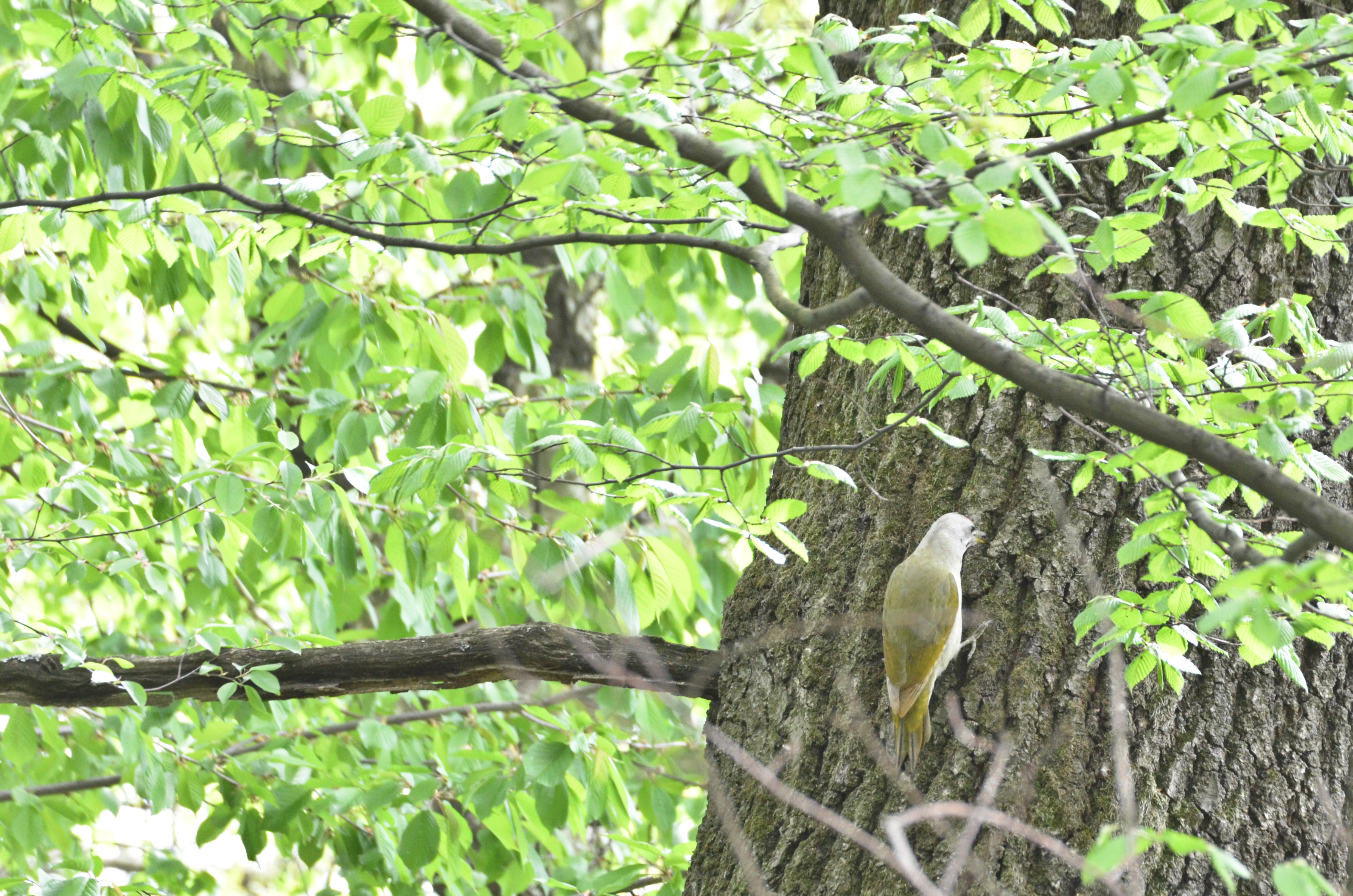 DSC_0031.JPG