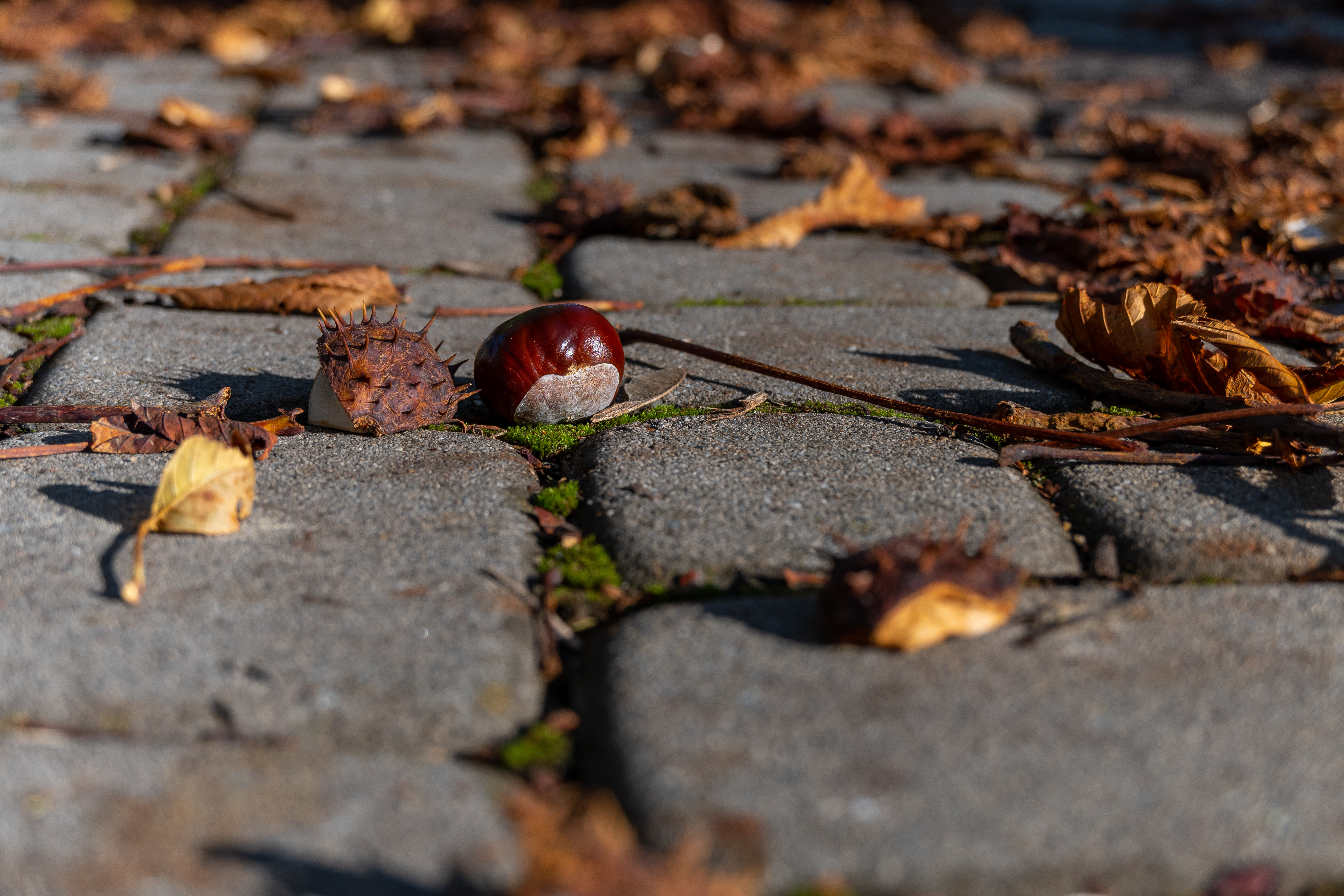 DSC_9291.jpg